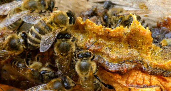 Propolis