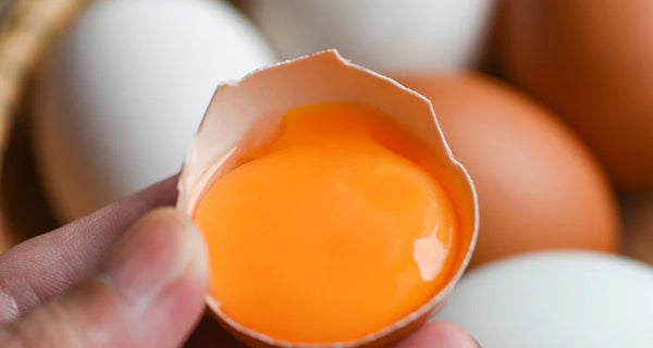 Egg Yolk Extract