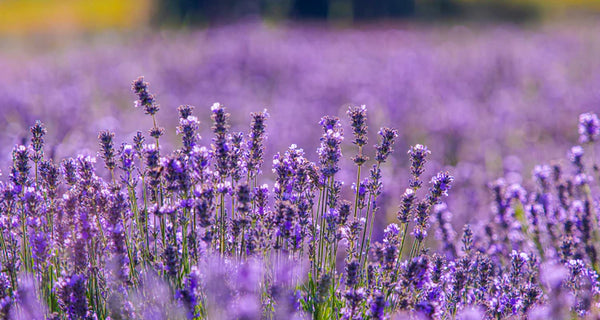 Lavender Oil